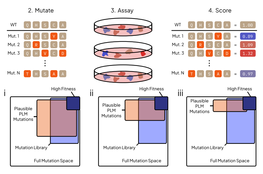 Protein Language Model Fitness Is a Matter of Preference