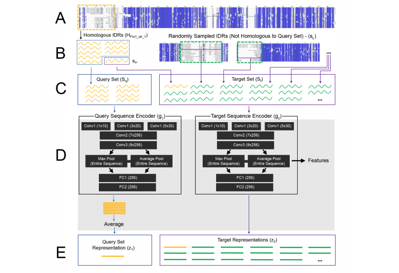 Discovering molecular features of intrinsically disordered regions by using evolution for contrastive learning