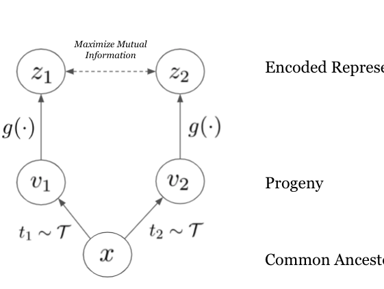 Evolution Is All You Need: Phylogenetic Augmentation for Contrastive Learning